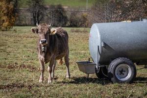 braune kuh herbst foto