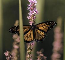 Ein Monarchfalter auf einer Blume in einem Garten in Ontario. foto