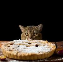 erwachsene lustige katze, die unter dem tisch mit gebackenem kuchen mit pflaumen hervorschaut, schwarzer hintergrund foto