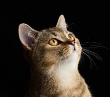 Porträt eines grauen Kätzchens schottische gerade Chinchilla auf schwarzem Hintergrund, die Katze schaut nach oben foto