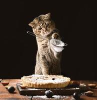 erwachsene schottische gerade katze hält ein sieb mit puderzucker und streut einen pflaumenkuchen auf einen braunen rustikalen tisch. lustiger Tierkoch foto