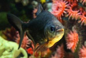 Blackfin Pacu Fish Cachama oder Black Pacu Tambaqui - Colossoma Macropomum foto