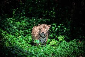 tiger leopard jaguar tierwelt jagd foto