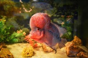 bunter roter Mischlingsbuntbarsch Haustier männliches schönes Flowerhorn foto