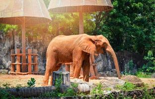 asiatischer elefant thailand foto