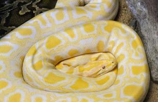goldene pythongelbe schlange, die auf dem boden liegt albino birmanischer python foto
