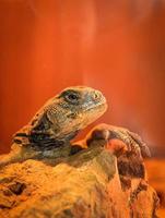 Stachelschwanz-Agamen-Eidechsen uromastyx stachelige Gattung asiatische Agamen auf dem Felsen foto