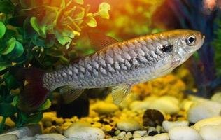 roter oder rosa Schwanzfisch erzählt seltene Fische in der Elritzenfamilie foto