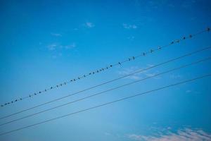 Vögel auf Drähten im hellen Tageshintergrund des blauen Himmels foto