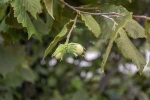 grüne Haselnuss reift auf einem Zweig. foto