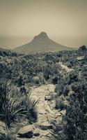 Trail zum Lions Head Mountain Table Mountain Nationalpark. foto