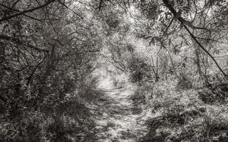 Natur-, Wald- und Wanderweg im Tafelberg-Nationalpark. foto