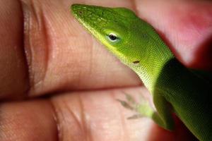 leguane sind eine gattung von echsen, die in den tropen von mittelamerika, südamerika und den karibischen inseln leben. Diese Eidechsen wurden erstmals von einem österreichischen Zoologen beschrieben, Makrotapete, Leguan foto