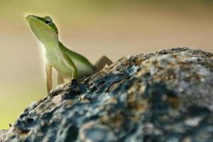 leguane sind eine gattung von echsen, die in den tropen von mittelamerika, südamerika und den karibischen inseln leben. Diese Eidechsen wurden erstmals von einem österreichischen Zoologen beschrieben, Makrotapete, Leguan foto