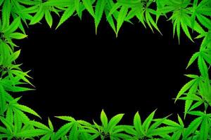 medizinischer Marihuana-Blattrahmen auf schwarzem Hintergrund foto