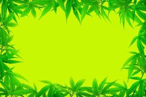 Marihuana-Blatt-Fotorahmen-Kräuter auf grünem Hintergrund foto