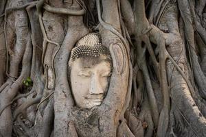 Kopf der Buddha-Statue in wachsender Baumwurzel im Wat Mahathat, Ayutthaya, Thailand foto