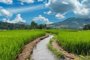 Terrassenförmig angelegtes Reisfeld in der Provinz Chaingmai, Thailand foto