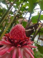 Schmetterling auf der Blume Etlingera elatior foto