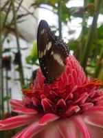 Schmetterling auf der Blume Etlingera elatior foto