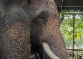 Nahaufnahme des Gesichts eines Elefanten von der Seite in Thailand. foto