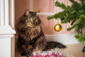 Porträt der norwegischen Katze neben Weihnachtsbaum foto