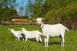 weiße Ziege mit zwei Babyziegen auf Gras