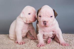 Porträt von zwei amerikanischen Bulldoggenwelpen foto