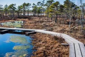 Sumpf, Bäume und Holzsteg im Kemeri-Nationalpark in Lettland foto