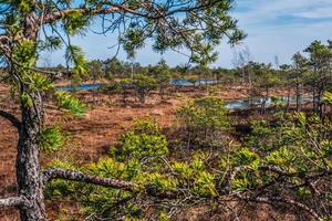 Sumpf, Bäume und bewölkter blauer Himmel im Kemeri-Nationalpark in Lettland