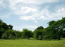 blauer Himmel über grünem Rasen foto