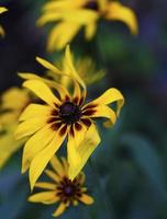 blühende Knospen Rudbeckia laciniata im Garten foto