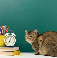eine erwachsene gerade schottische graue katze sitzt auf dem hintergrund einer schulgrünen tafel. zurück zur Schule foto