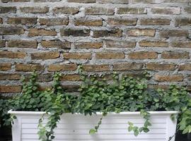 Topfpflanze gegen Mauer foto