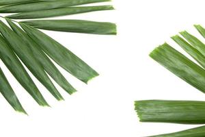 grüne Palmblätter schneiden foto