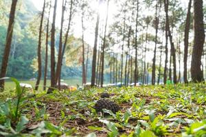 Campingplatz unter den Kiefern in Thailand foto