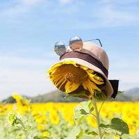 Hut und Sonnenbrille auf einer Sonnenblume