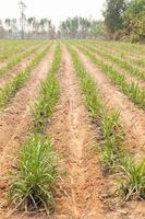 landwirtschaftliche Flächen für den Zuckerrohranbau foto