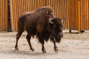 junger schöner Bison foto