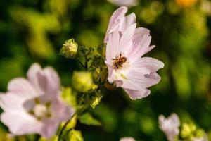 rosa Feldfarben mit Tröpfchen und einem Herd, der Pollen sammelt foto