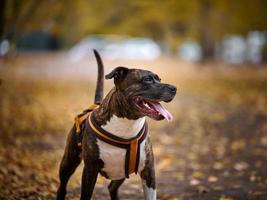 ein Erwachsene braun amerikanisch Grube Stier Terrier steht im ein Herbst Park und sieht aus zu das Seite. das Mund ist öffnen und das Zunge Stöcke aus, gut Hund foto