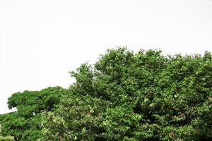 Ast Blatt von Baum schön im das Wald, Unterseite Aussicht auf Weiß Hintergrund foto