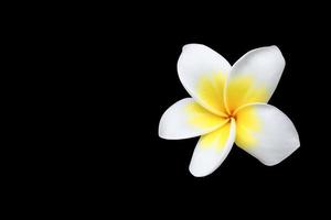 Plumeria Blume isoliert auf schwarz Hintergrund und Ausschnitt Pfad verbreitet Name Pocynaceae Frangipani Pagode Baum Tempel Baum foto