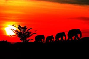 Silhouette Elefant Familie Herde Tiere Tierwelt evakuieren Gehen im Dämmerung Sonnenuntergang schön Hintergrund. mit Kopieren Raum hinzufügen Text foto