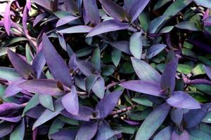 Veilchenblattmuster, Blatttradescantia pallida oder lila Königinpflanze oder lila Herz im Garten foto