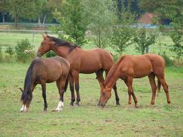 Pferde in westfalen foto