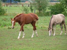 Pferde in westfalen foto