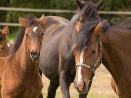 Pferd und Fohlen foto