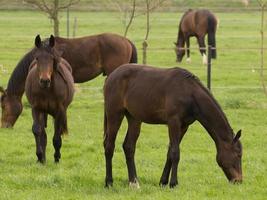 Pferd und Fohlen foto