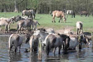 Pferde auf ein Feld im Deutschland foto